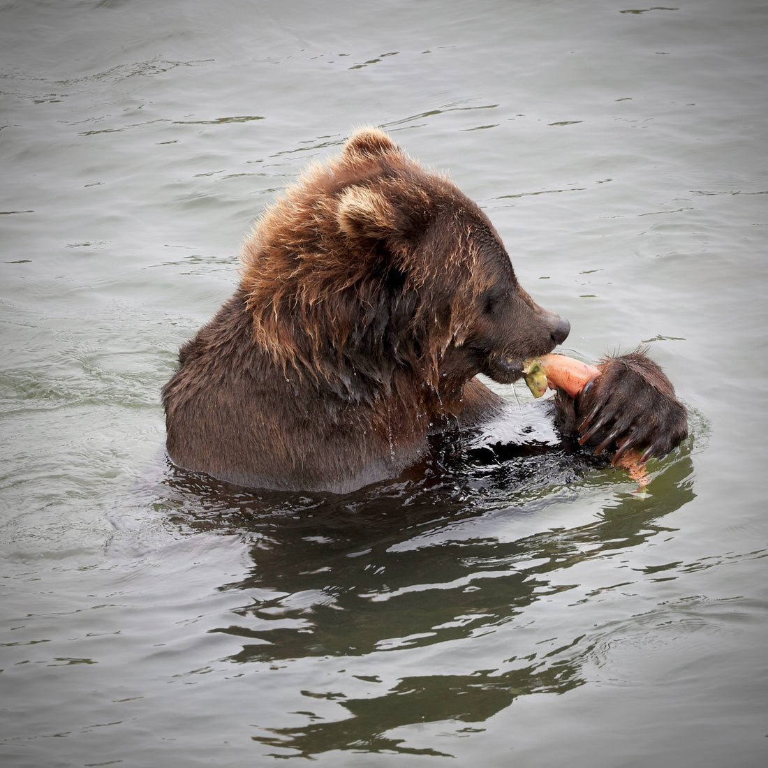 Heading to Grizzly Country: To Carry or Not to Carry